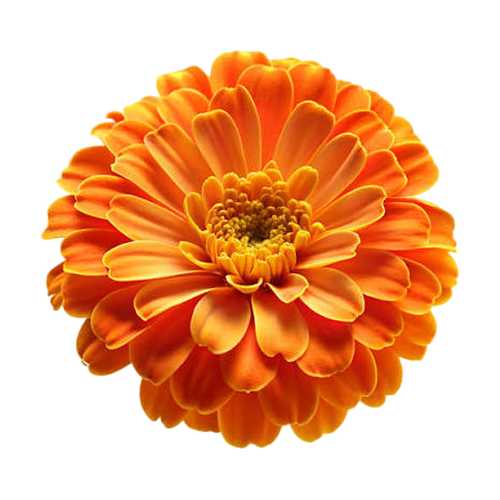Flor de naranja africana
