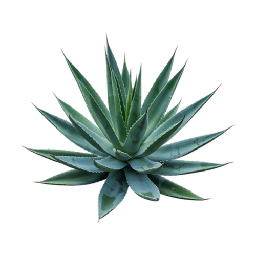 Agave