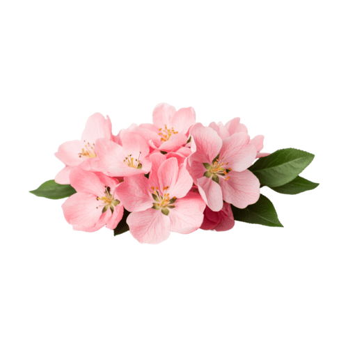 Flor de manzano