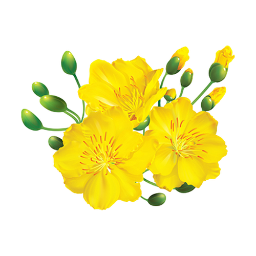 Flor de albaricoquero