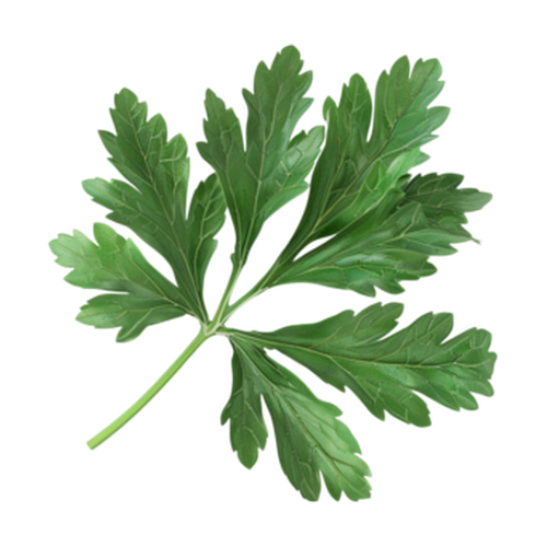 Artemisa
