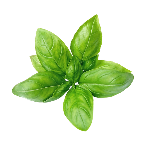 Albahaca