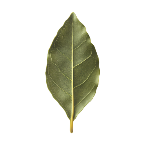 Laurel