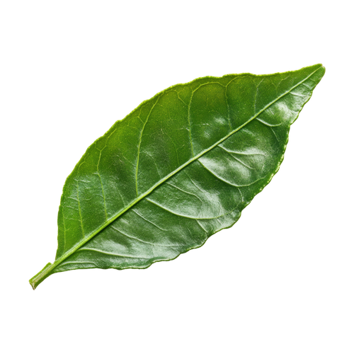 Hoja de bergamota