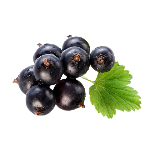 Casis / Grosella negra