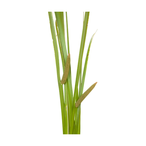 Cálamo