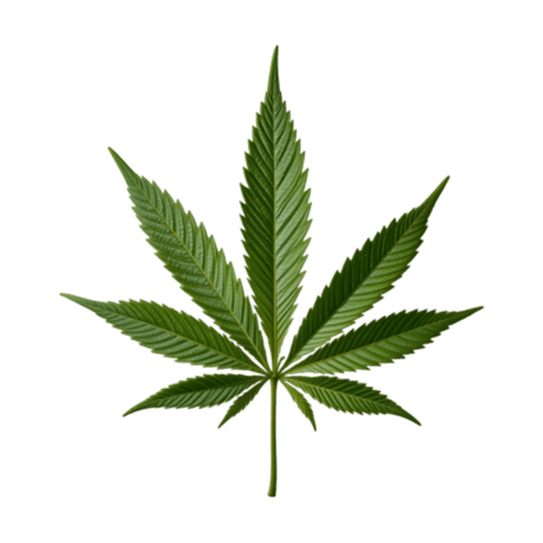 Cannabis