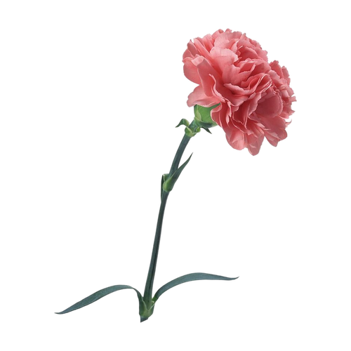 Clavel
