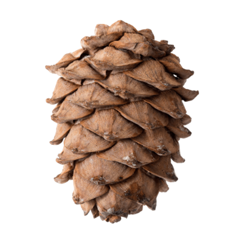 Cedro