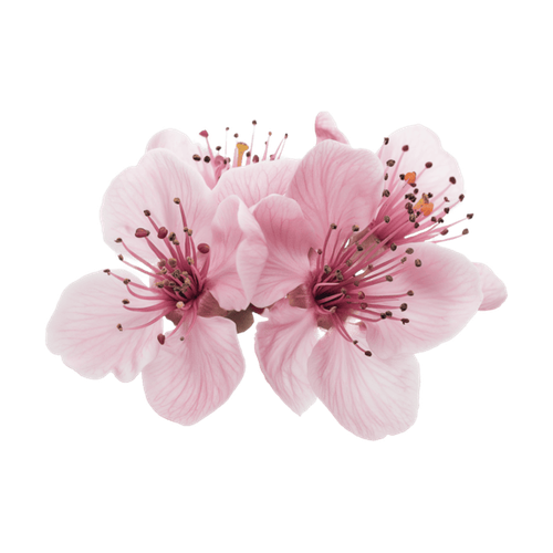 Flor de cerezo