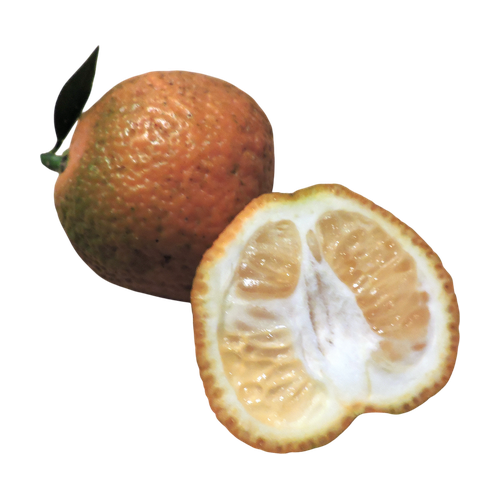 Quinoto
