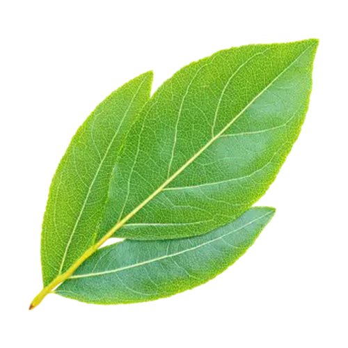 Hoja de canela