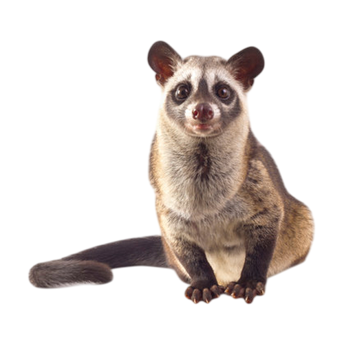 Civet