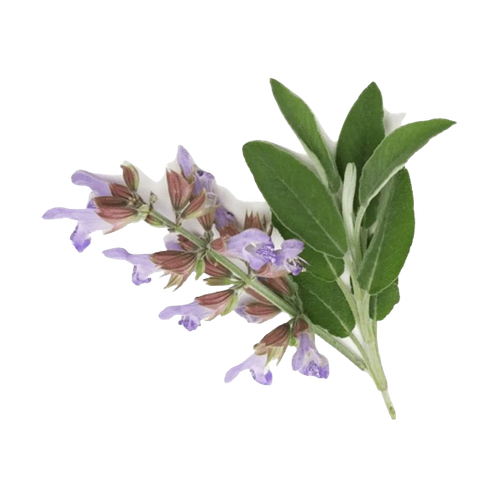 Salvia esclarea