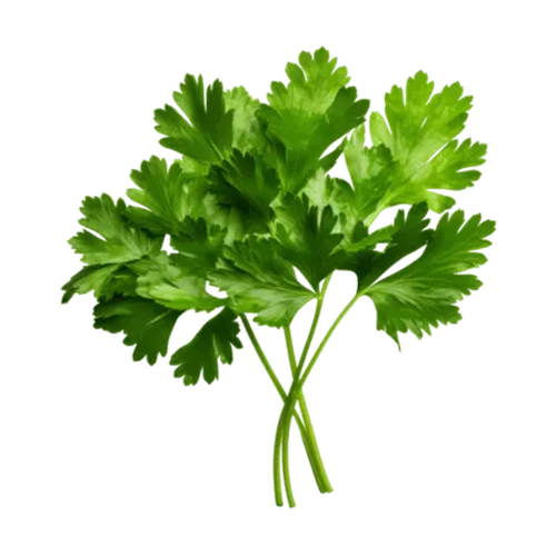 Cilantro
