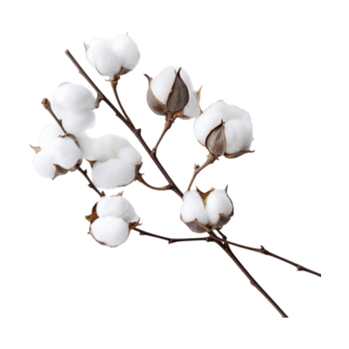 Flor de algodón