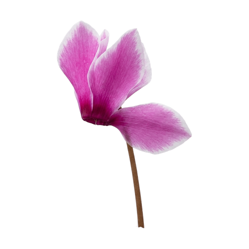 Ciclamen