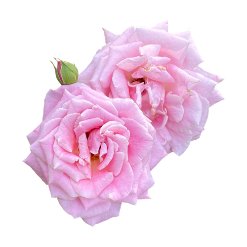 Rosa damascena