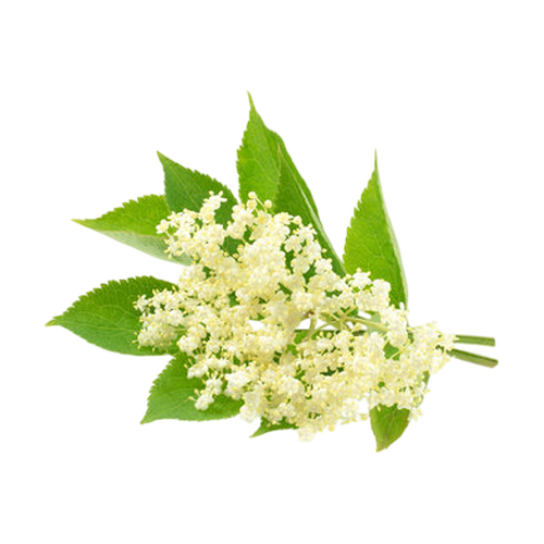 Flor de saúco