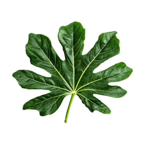 Hoja de higuera