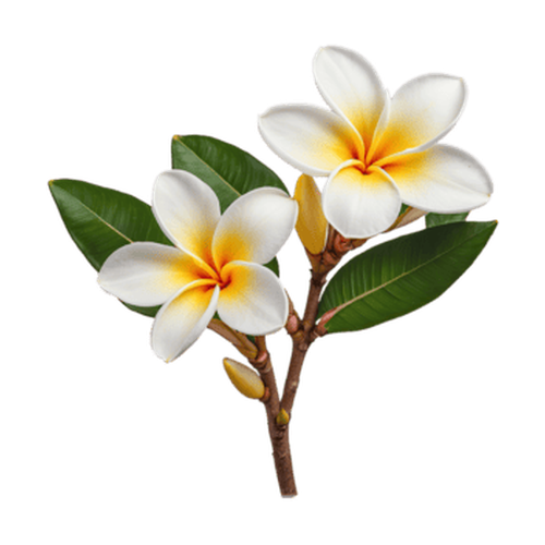 Frangipani