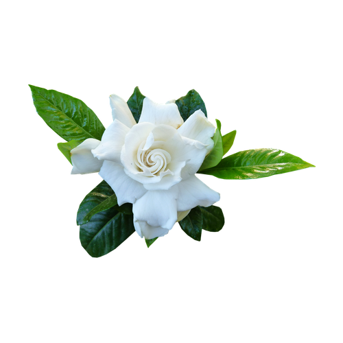 Gardenia