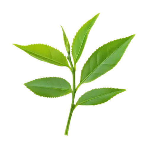 Flor de té verde