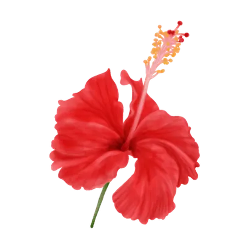 Hibisco