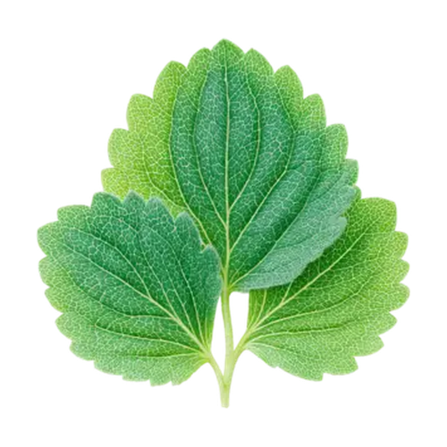 Hoja de pachulí indonesio
