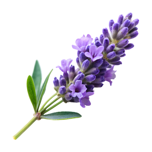 Lavanda