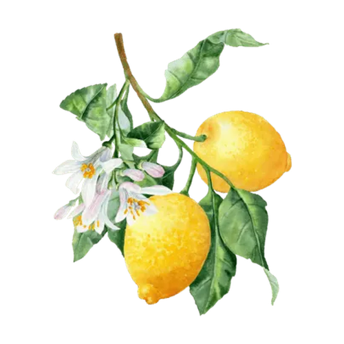 Flor de limonero