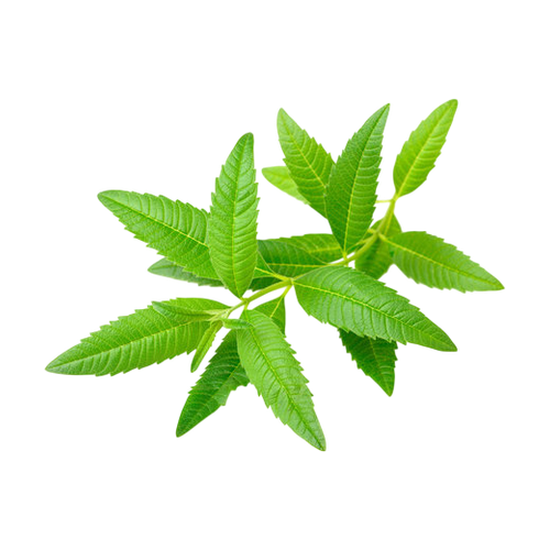 Verbena de limón