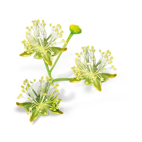 Flor de tilo