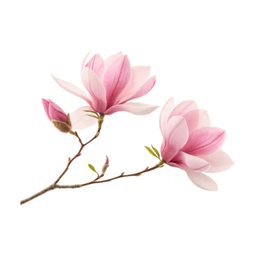 Magnolia