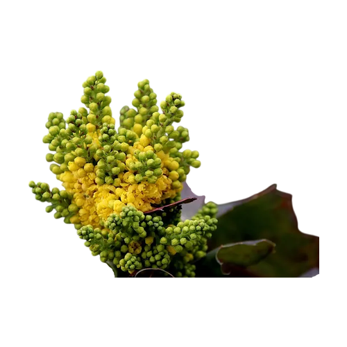 Mahonia