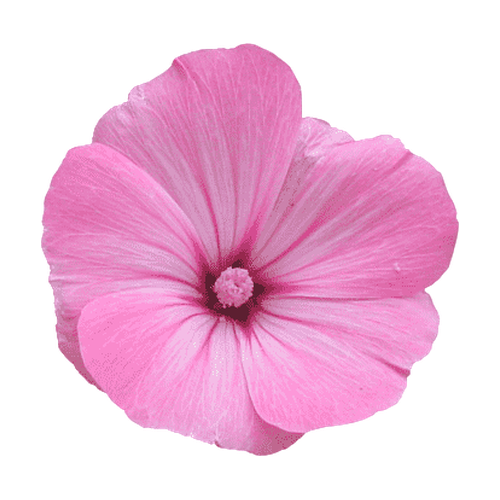 Malva