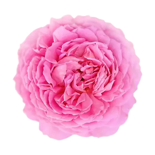 Rosa de mayo