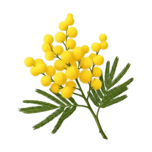 Mimosa
