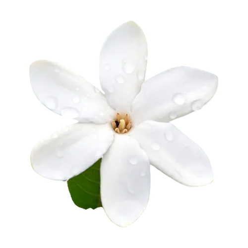 Aceite de monoi