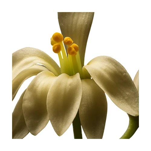 Flor de moringa
