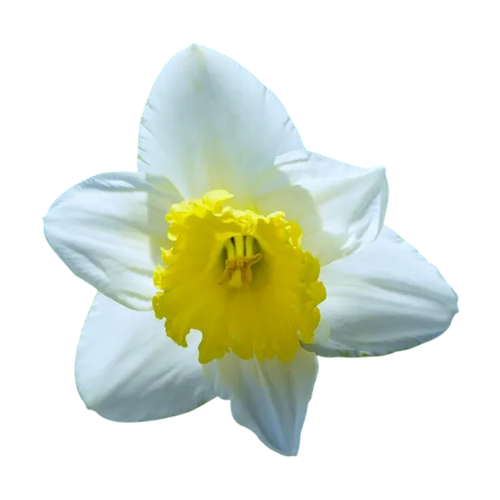 Narciso