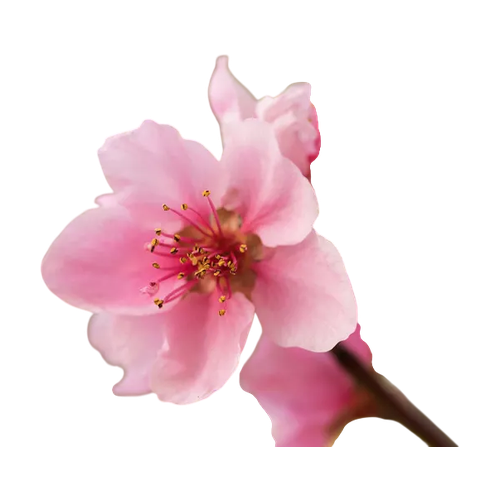 Flor de nectarina