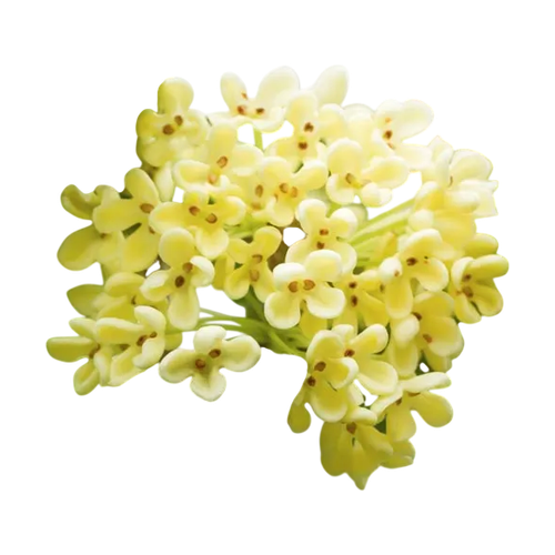 Flor de olivo