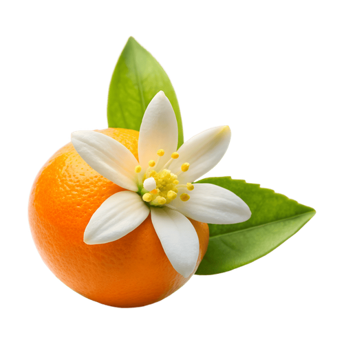 Azahar / Flor de azahar