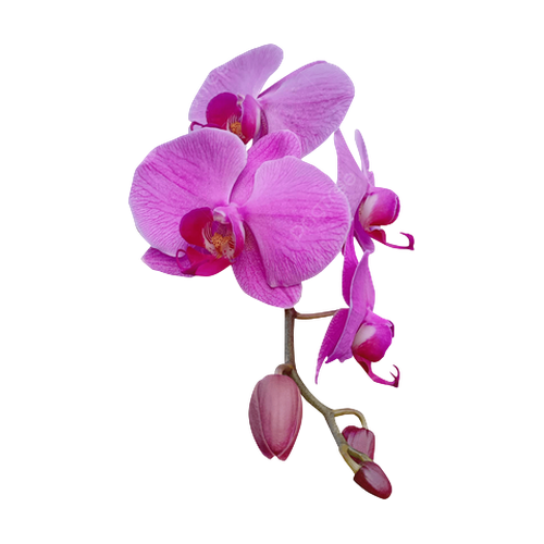 Orquídea