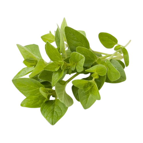 oregano