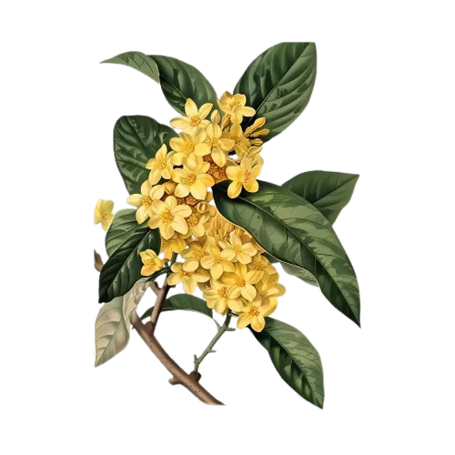 Osmanthus