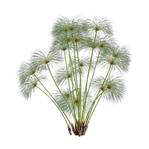 Papiro