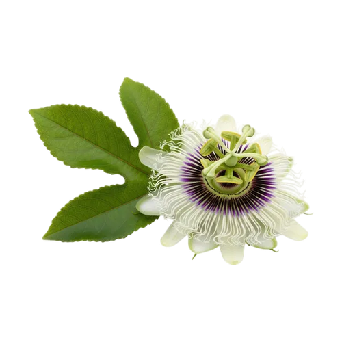Flor de la pasión