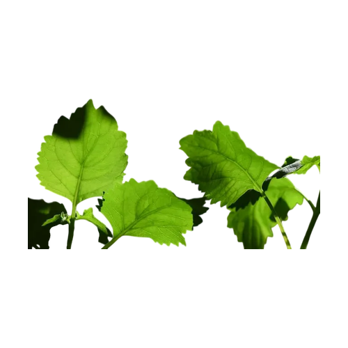 Pachulí verde